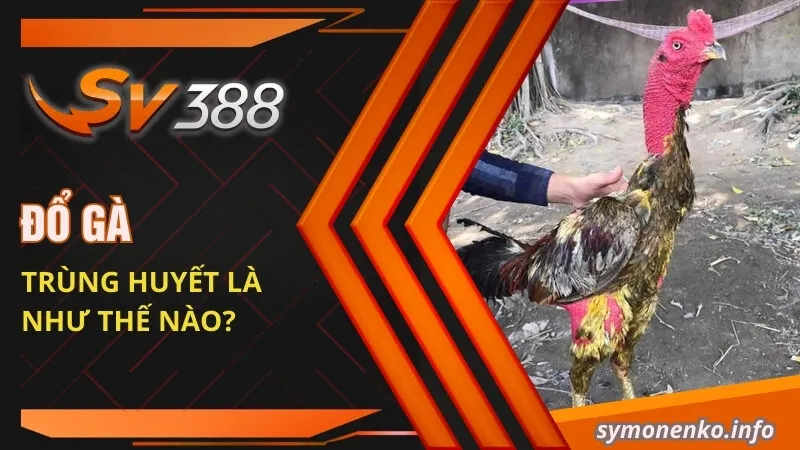 Kỹ thuật Đổ Gà Đá Hiệu Quả Để Chọn Ra Giống Tốt Nhất 1 Đổ gà trùng huyết là như thế nào?